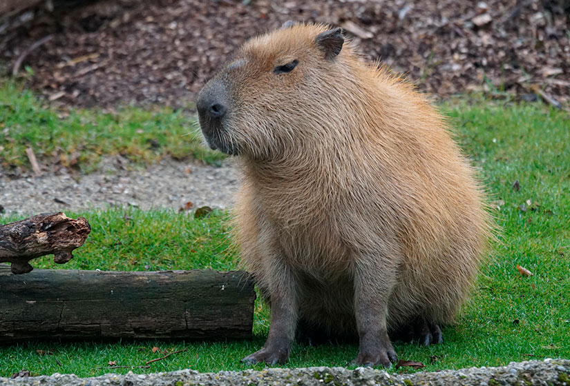 Tiktoker diz que entregou capivara ao Ibama!