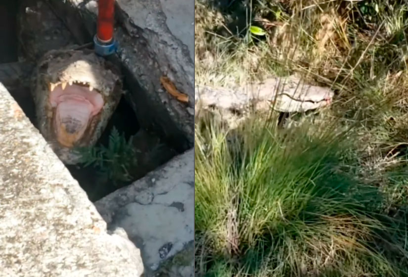 Polícia Militar Ambiental resgata jacaré de bueiro em Florianópolis