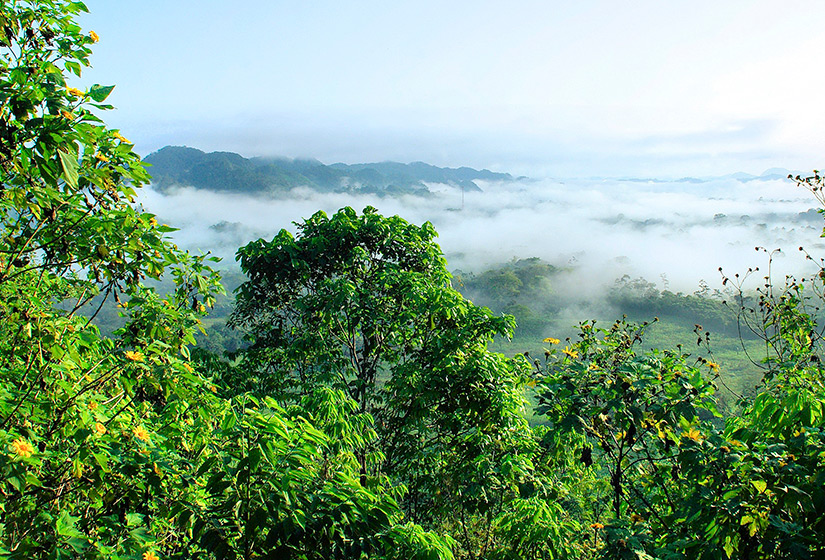 4 crianças sobrevivem na selva por 16 dias após queda de avião.