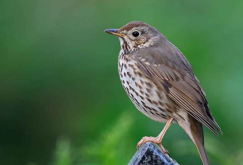 Gripe aviária leva Brasil a decretar emergência zoossanitária