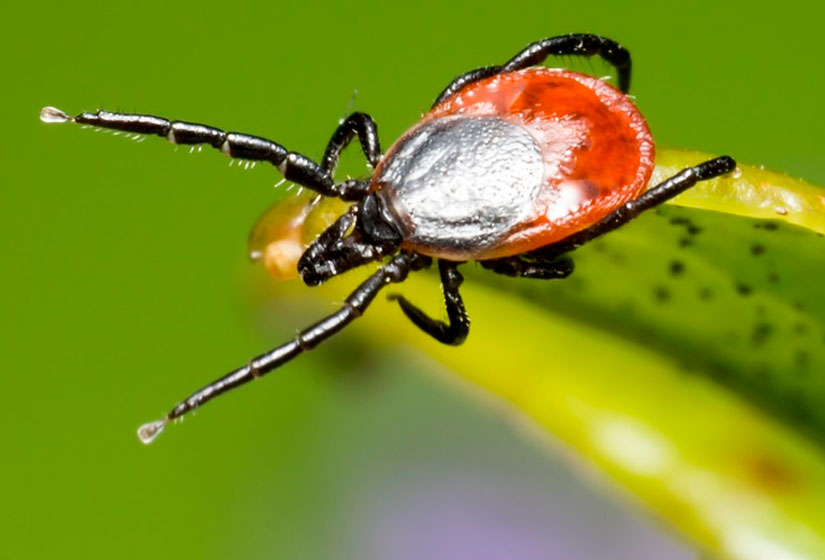 6 pessoas já morreram de febre maculosa este ano no Brasil