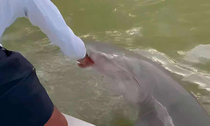 Pescador é atacado e arrastado para dentro do rio por tubarão