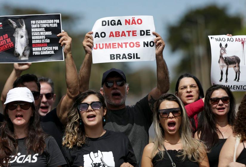 Manifestantes em 15 capitais do Brasil pediram o fim do abate de jumentos.