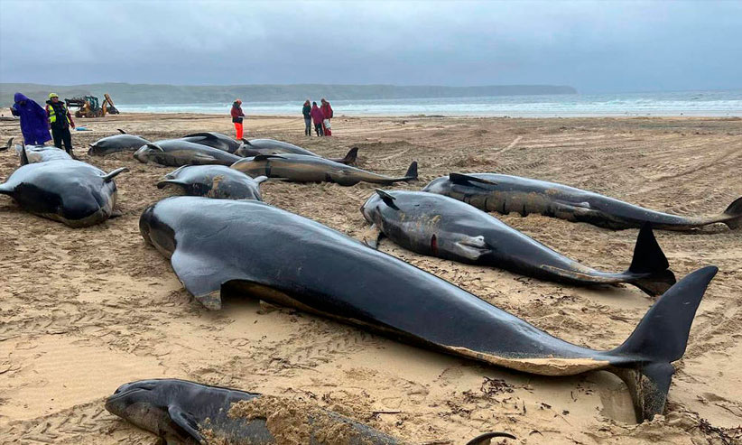 Foto: British Divers Marine Life Rescue/Divulgação