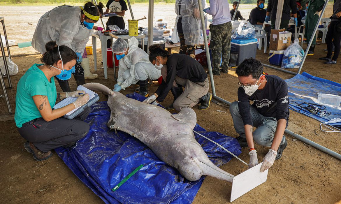 Mais dez carcaças de botos foram encontradas no Lago Tefé