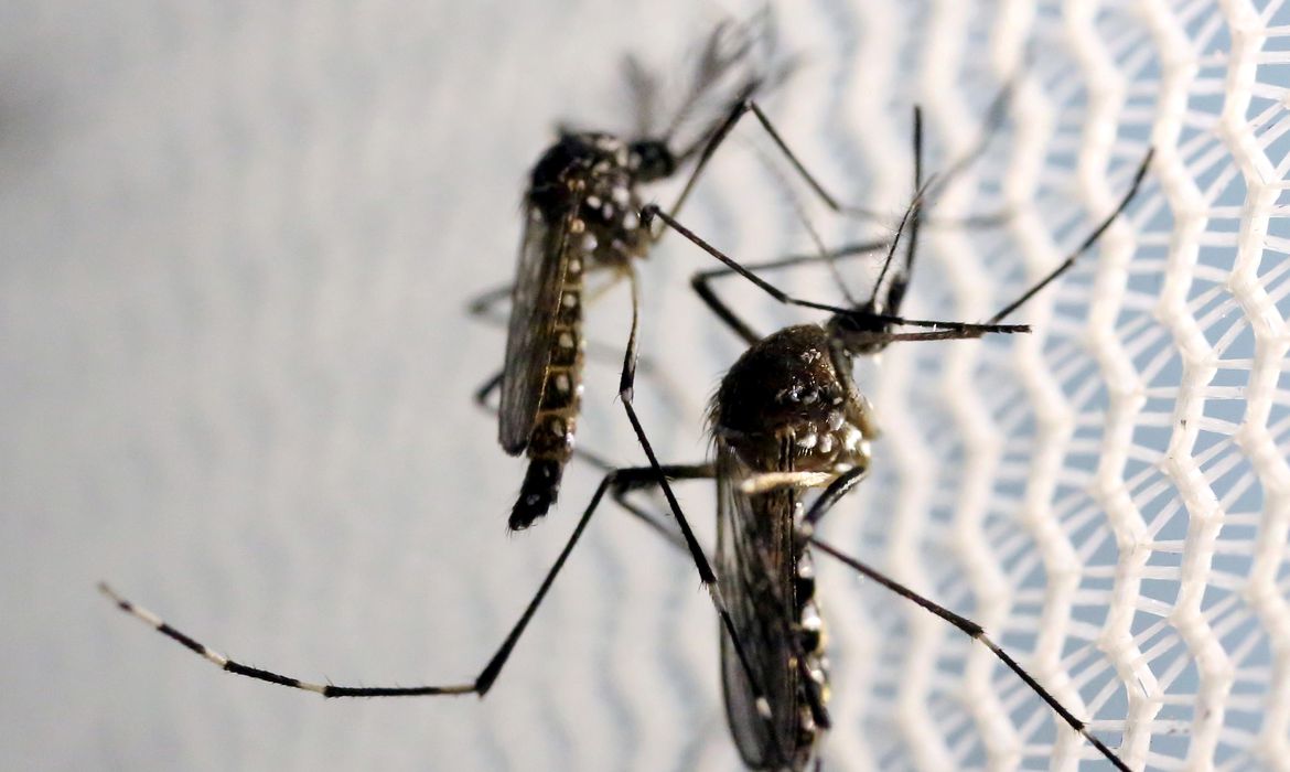 São Paulo mobiliza população contra aedes aegypti