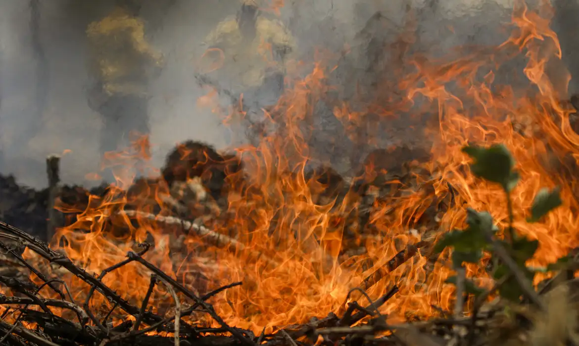 Incêndio no Pantanal tem cenário de animais em fuga e muita ventania