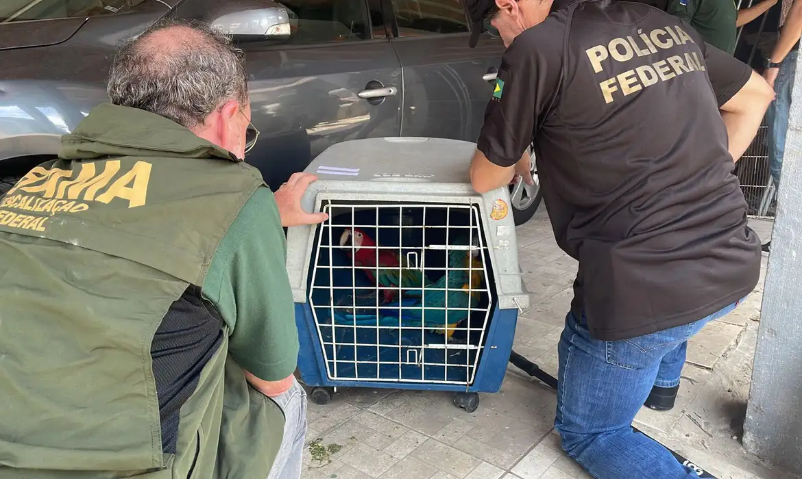 PF e IBAMA apreendem aves compradas ilegalmente no Rio de Janeiro