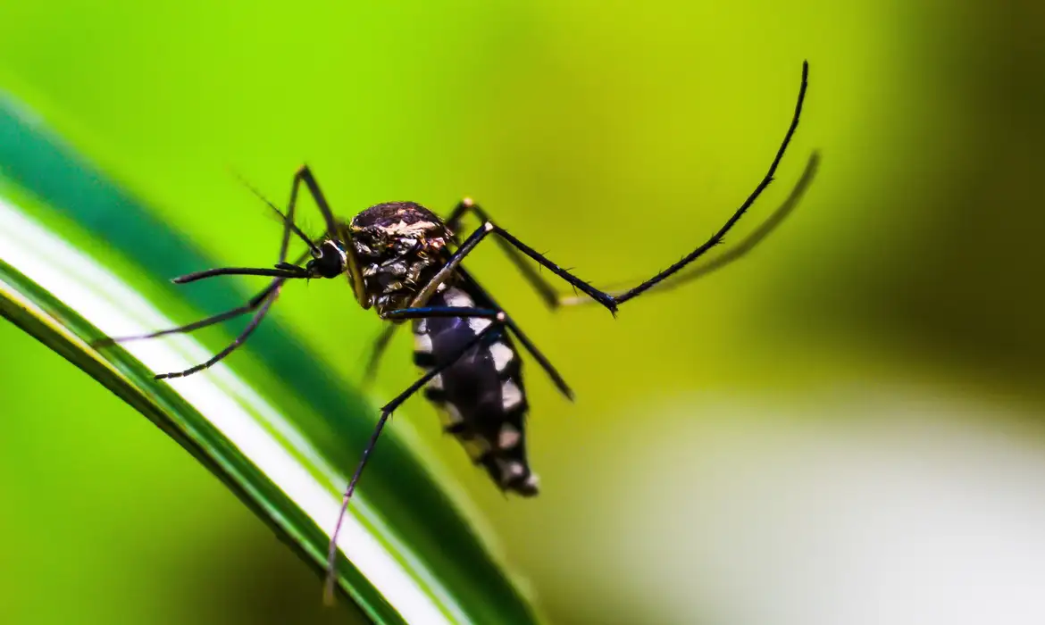 DF registra mais de 20 mil casos prováveis de dengue