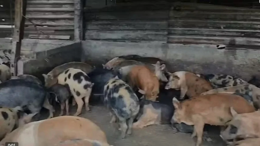 Abatedouro de porcos é interditado no Rio; carne é descartada