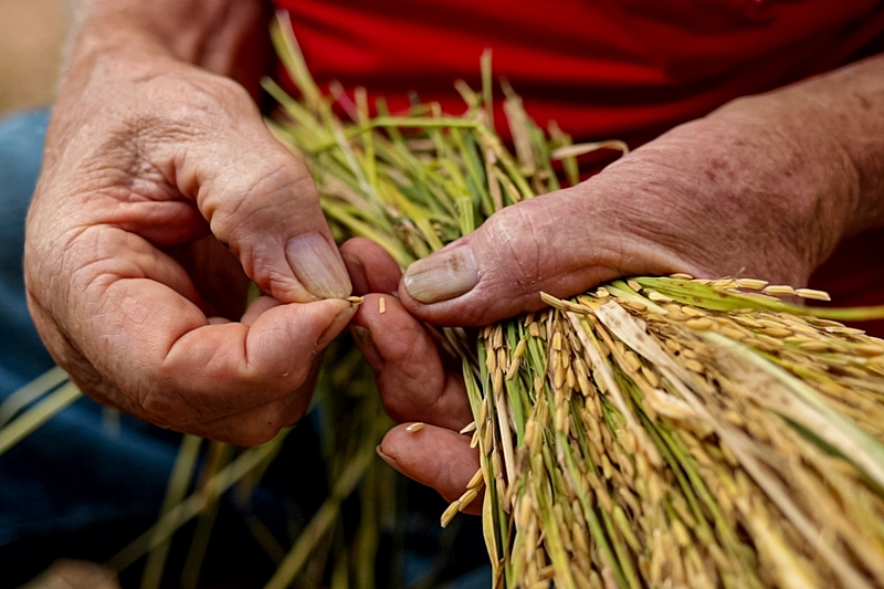 TRF-4 derruba liminar e leilão de arroz está mantido